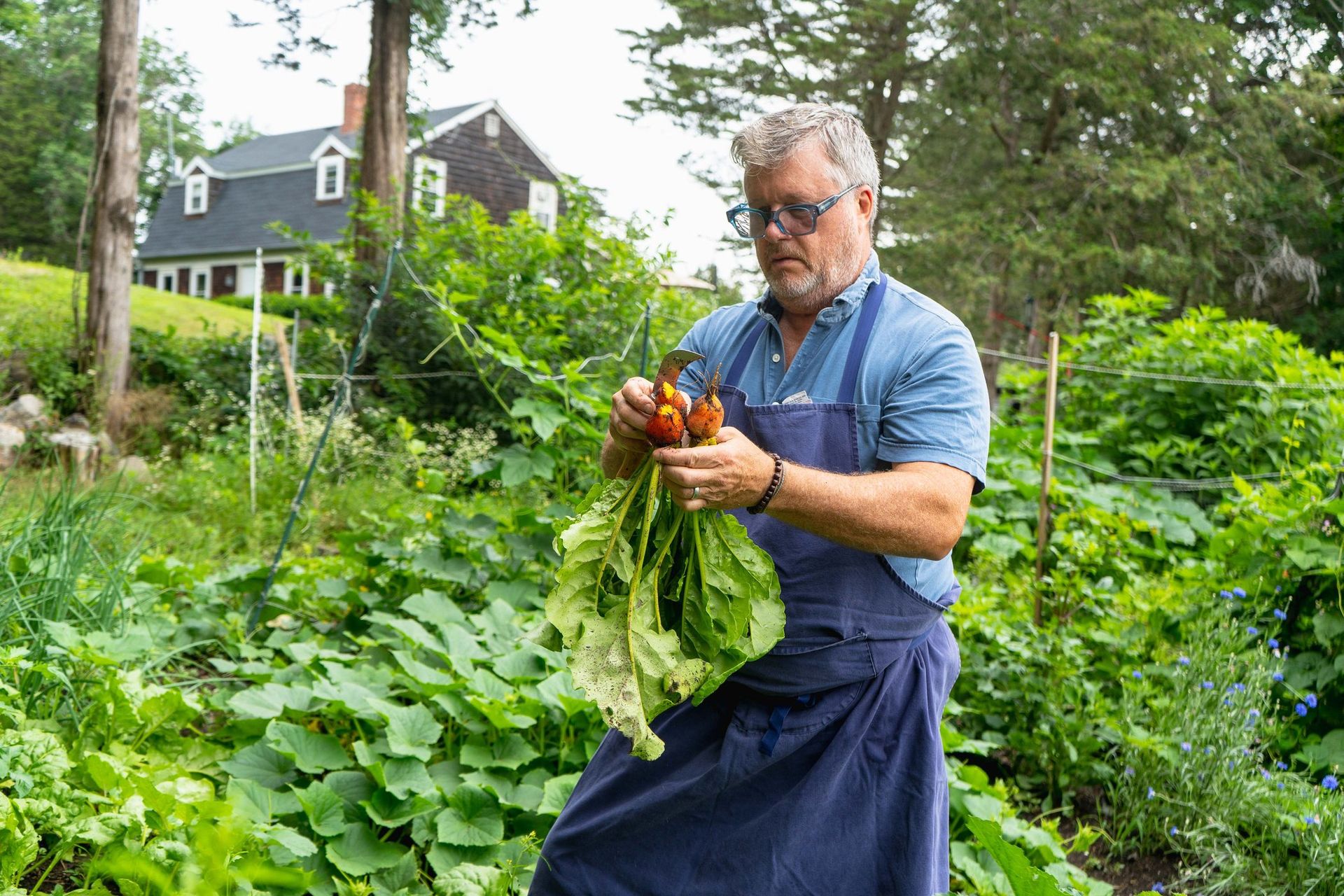 Frank McClelland among the tomato rows at Apple Street Farm